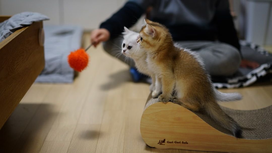 Pawsitive Reinforcement: 8 Common Training Mistakes to Avoid with Your Feline Friend