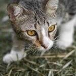 Why Do Cats Bring 'Gifts'? The Surprising Truth Behind Their Hunting Instincts