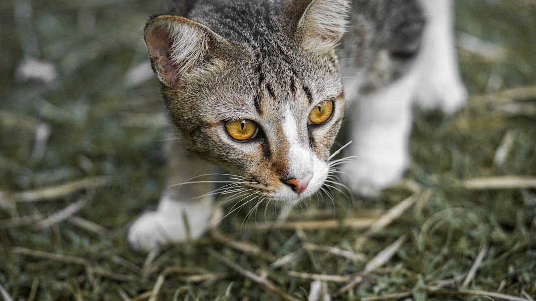 Why Do Cats Bring 'Gifts'? The Surprising Truth Behind Their Hunting Instincts