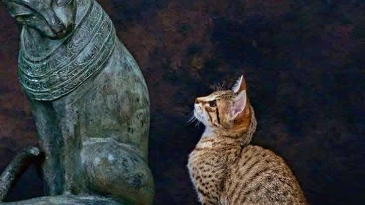 15 Unique Cat Names Inspired by Ancient Mythology and Legends