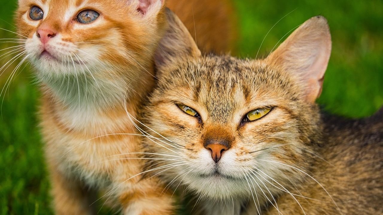 Do Cats Need Companionship? Understanding Their Social Needs and Preferences