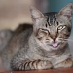 The Truth About Catnip: Does It Really Make All Felines Go Wild?