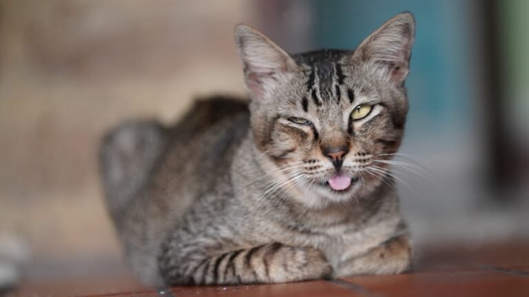 The Truth About Catnip: Does It Really Make All Felines Go Wild?