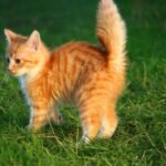What Does Your Cat's Tail Really Say? Deciphering Their Moods and Intentions