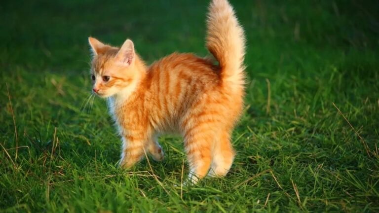 What Does Your Cat's Tail Really Say? Deciphering Their Moods and Intentions