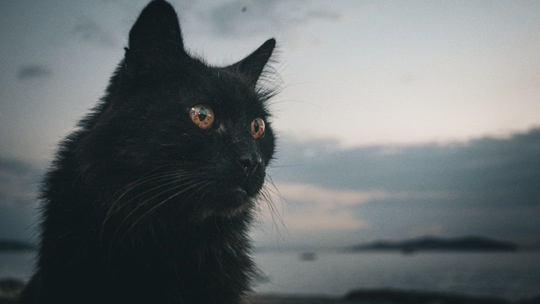 Are Cats Nocturnal? Separating Fact from Fiction in Feline Sleep Patterns