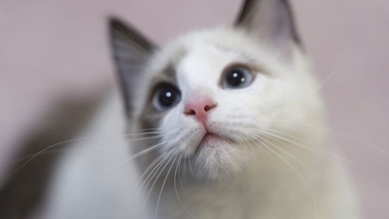 10 Clever Ways Cats Manipulate Their Humans (And Why We Secretly Love It)