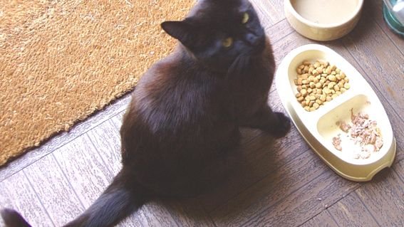 The Great Debate: Wet Food vs. Dry Food – What's Best for Your Feline Friend?