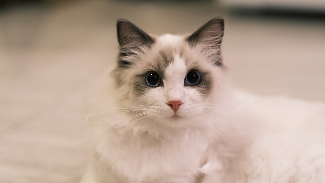 10 Cat Breeds That Are Practically Dogs (And 10 That Are Unapologetically Feline)