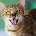 7 Uncommon Cat Breeds Known for Their Unique Vocalizations and Chatty Personalities