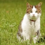 Understanding Your Cat's Body Language: 12 Key Cues You Might Be Missing