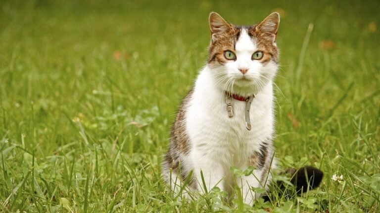 Understanding Your Cat's Body Language: 12 Key Cues You Might Be Missing