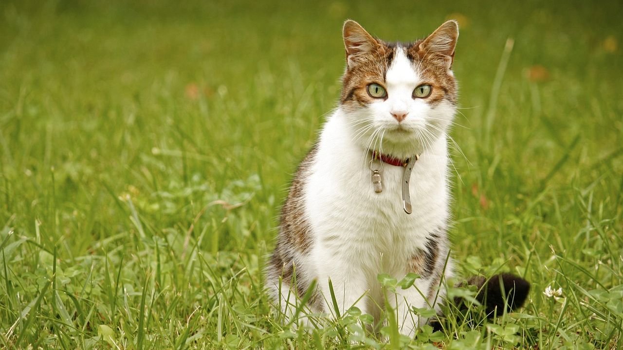 Understanding Your Cat's Body Language: 12 Key Cues You Might Be Missing