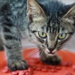 Is Your Cat a Foodie or a Finicky Eater? Understanding Their Mealtime Quirks