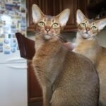 The Myth of the Lazy Cat: 7 Energetic Breeds That Love to Play and Explore