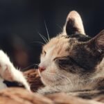 Cats Don't Just Have Nine Lives, They Have Nine Moods You Need to Master