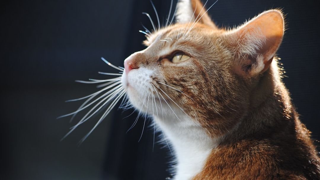 The Silent Signals Your Cat Sends When They're Truly Content