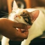 A Cat's Purr: More Than Just Happiness, It's a Symphony of Well-being
