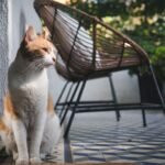 Why Does Your Cat Prefer That Specific Sunbeam? It's Not Just About Warmth