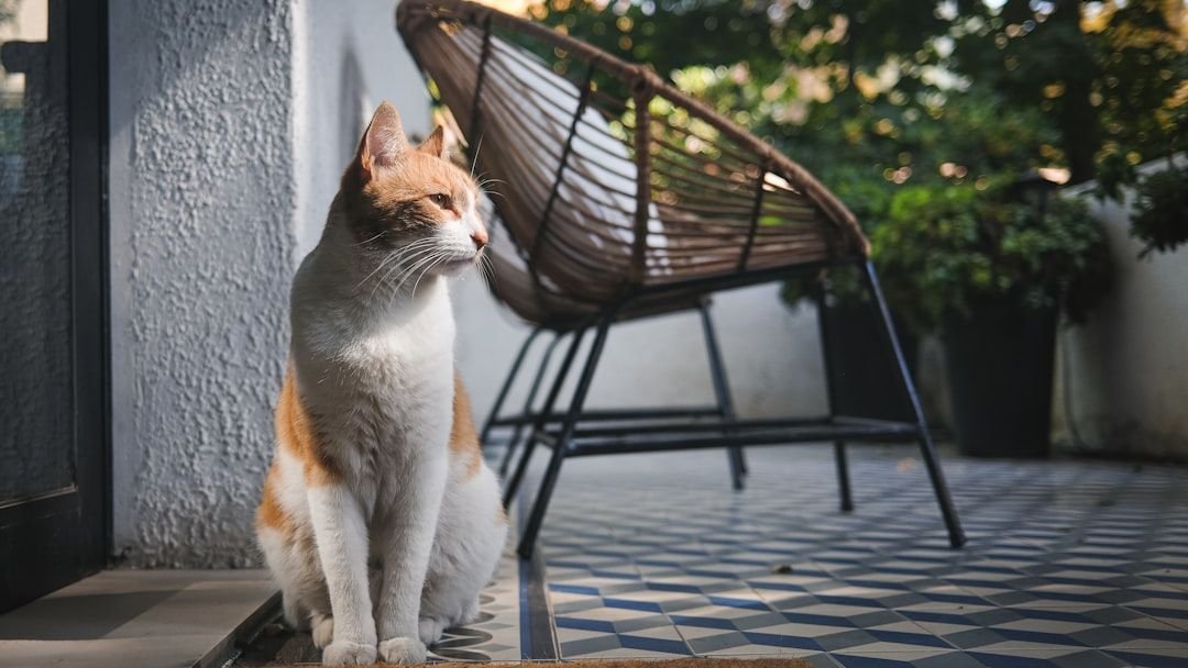 Why Does Your Cat Prefer That Specific Sunbeam? It's Not Just About Warmth