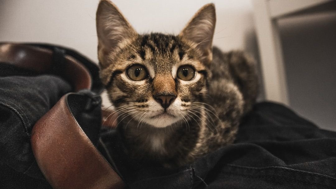 Every Cat Behavior Has a Secret Purpose, Even the Strangest Ones