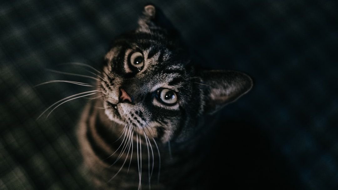 What If Your Cat's Staring Means More Than Just Demanding Food?