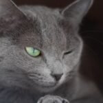 Cats Are Masters of Disguise: Unmasking Their True Intentions