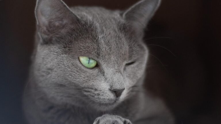 Cats Are Masters of Disguise: Unmasking Their True Intentions