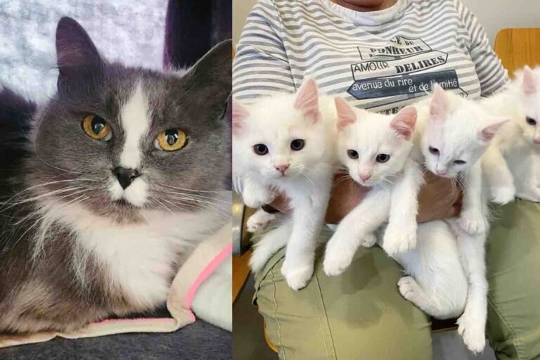 Stray Cat's Porch Plea Sparks Rescue of Kittens, Father, and Extended Feline Family