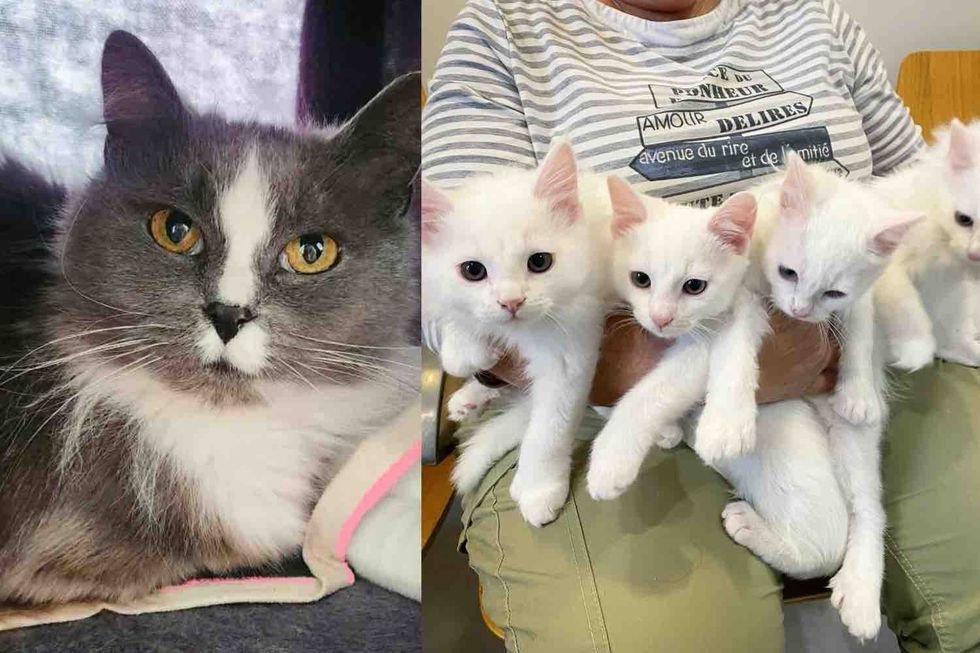 Cat Arrives on a Man's Porch, and It Leads to the Rescue of Four Kittens and More