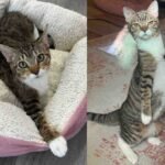 Rescued Kitten Defies Odds, Hops into Joy as Adorable 'Kangaroo' Tripod