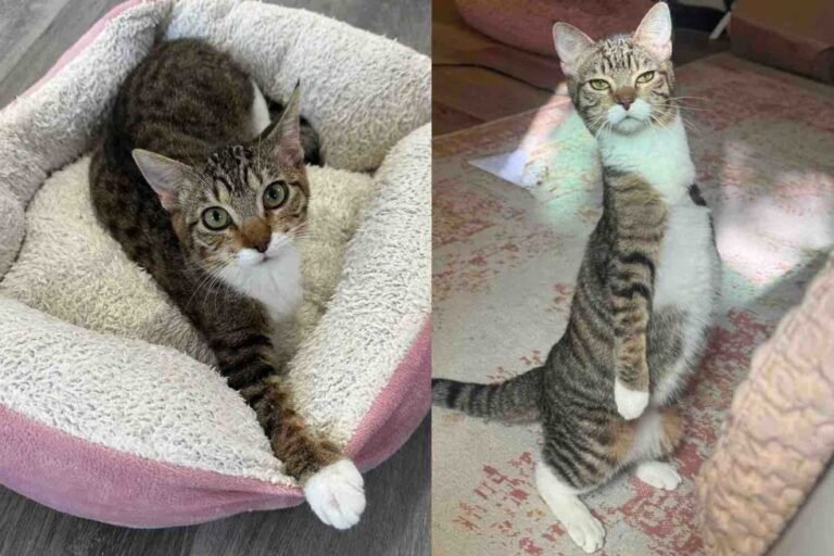 Rescued Kitten Defies Odds, Hops into Joy as Adorable 'Kangaroo' Tripod