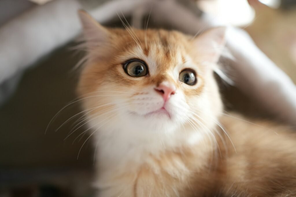 Body Language Never Lies