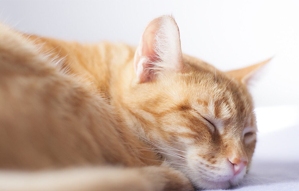 Wrapping Up the Mystery