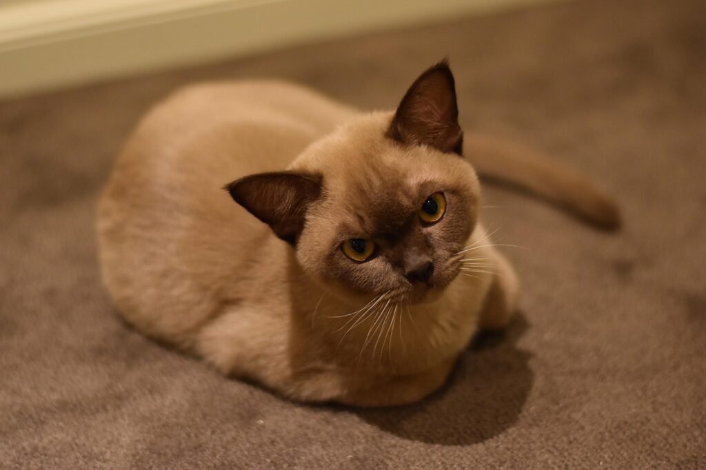 Burmese: The Velcro Cat