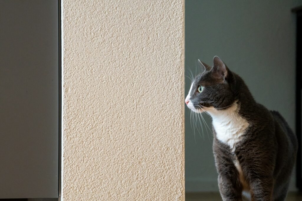 They Follow You Around Like a Furry Shadow