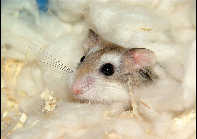 Creating a Safe Haven Through Digging