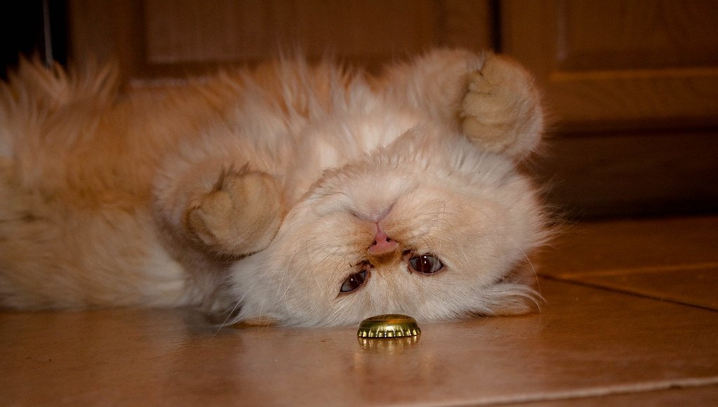 Bottle Caps That Skitter and Slide