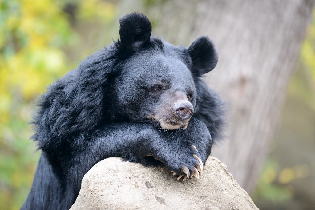 A Cruel Practice Draws to a Close