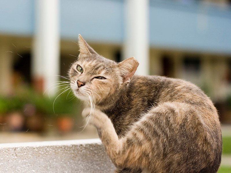 New Fleas Keep Jumping Onto Your Treated Cat