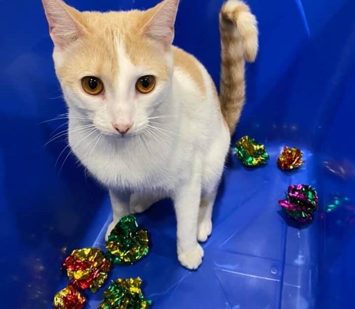 The Simplicity Reduces Distraction