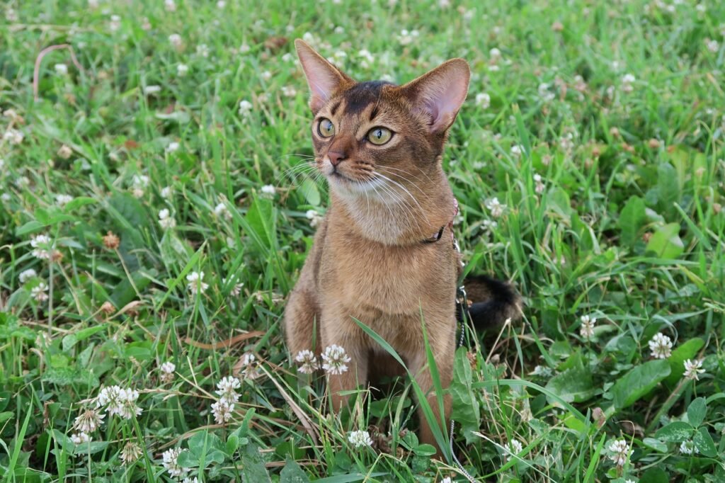 The Abyssinian: Your Active, Playful Attention Enthusiast