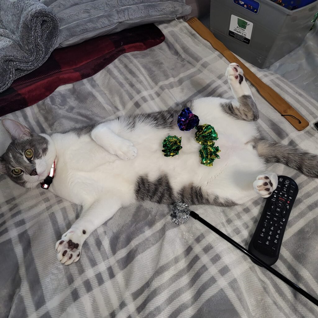 Novelty Wears Off Faster with Complex Toys