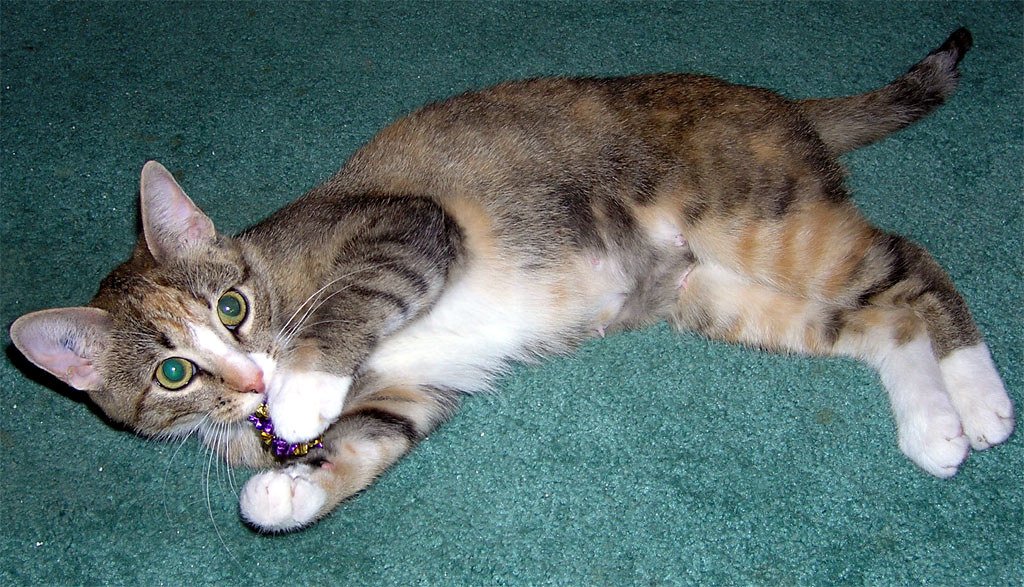 Simple Toys Don't Overwhelm Their Senses