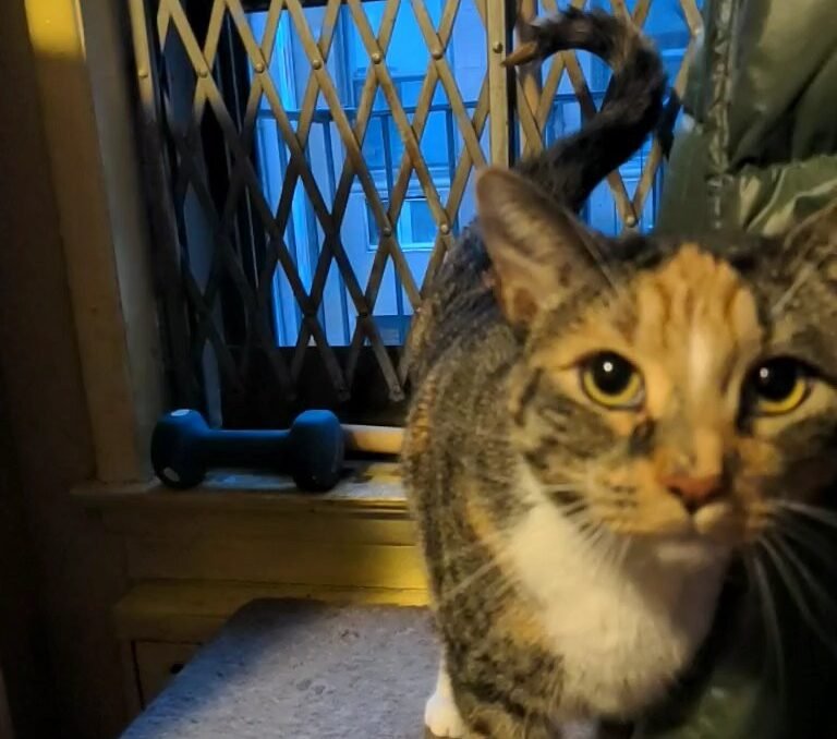 The Question Mark Tail Position of Playfulness