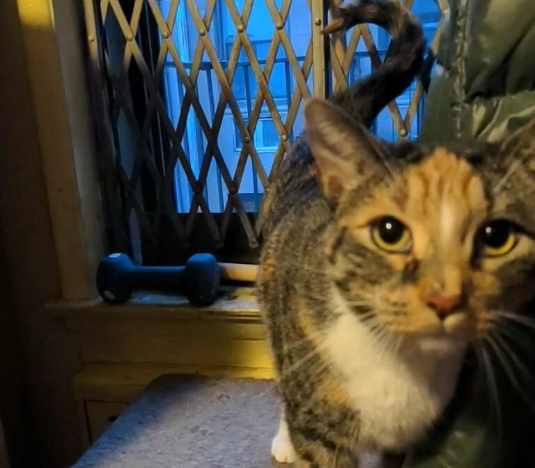 The Tail Question Mark: Playtime Invitation