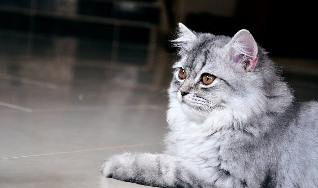 Environmental Stimuli You're Completely Missing