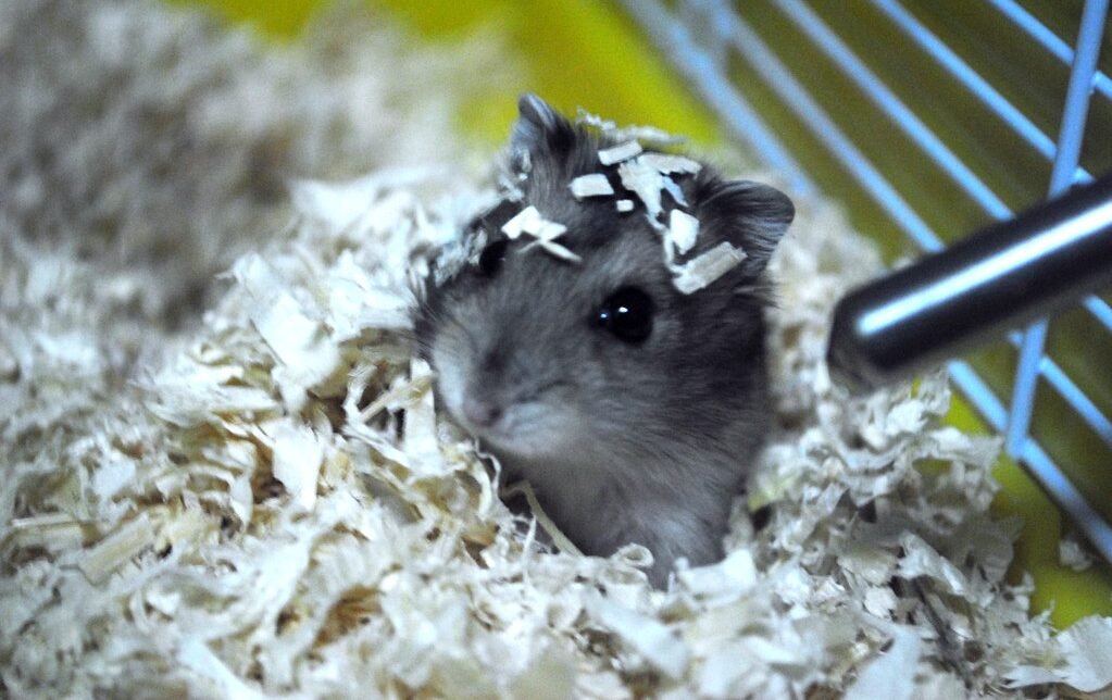 Happy Burrowing Versus Stress Burrowing