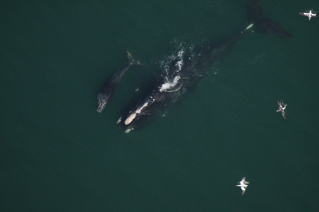 A Welcome Surge in Newborns