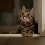 A World in Ultraviolet: Cats' Visual Edge